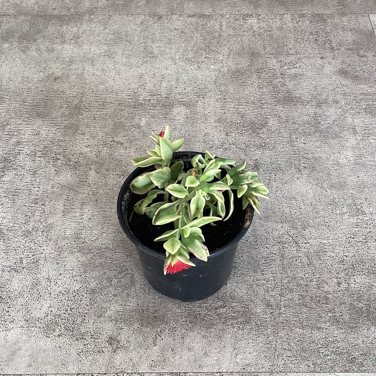 Mezoo (Ice Plant) – With Love Collective
